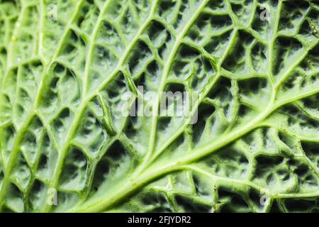 Détail de la feuille de chou vert de savoie Banque D'Images
