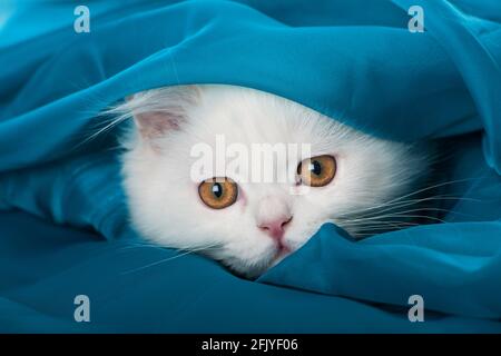 Jeune chat persan sur une couverture bleue Banque D'Images