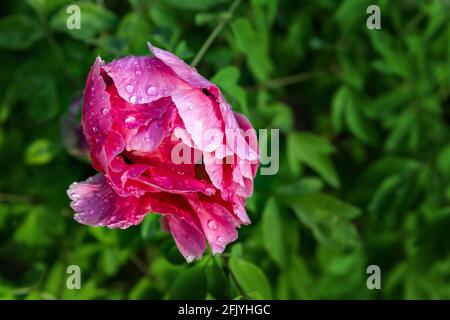 Magnifique gros plan au-dessus de la vue de la grande pivoine rose rouge rosier humide avec de la rosée ou des gouttes de pluie fleurir à jardin d'arrière-cour par beau jour d'été Banque D'Images