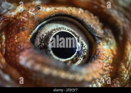 Photo macro d'un dragon barbu yeux blancs grand ouverts Banque D'Images