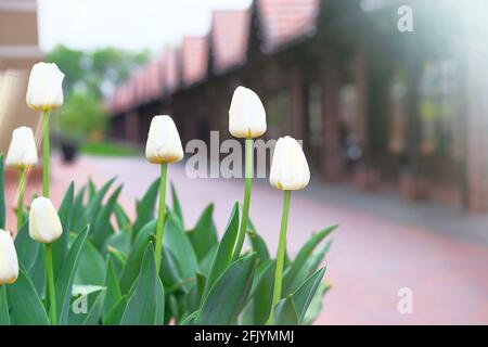 Fleurs de printemps. Des tulipes aux pétales blancs fleurissent en ville. Cadre romantique de la nature. Aménagement paysager et décoration au printemps. Banque D'Images