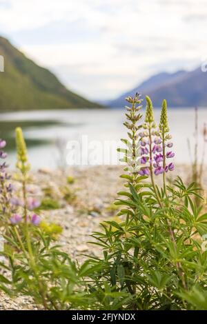 Fleurs violettes Lupins poussant sur le bord du lac Wakatipu, Kingston, Île du Sud Nouvelle-Zélande Banque D'Images