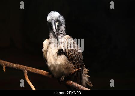 Différentes espèces d'oiseaux qui ont été photographiées par moi dans la nature. Verchiedene Vogelarten meurt dans le Natur von mir fotografiert wurden. Banque D'Images