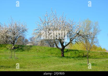 Paysage avec des arbres en fleurs sur un pré à Witzenhausen Wendershausen, Allemagne Banque D'Images