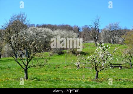 Paysage avec des arbres en fleurs sur un pré à Witzenhausen Wendershausen, Allemagne Banque D'Images