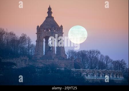 Bon Bulldog français dans une mer de nourriture pour chiens Banque D'Images