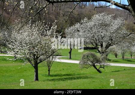 Paysage avec des arbres en fleurs sur un pré à Witzenhausen Wendershausen, Allemagne Banque D'Images