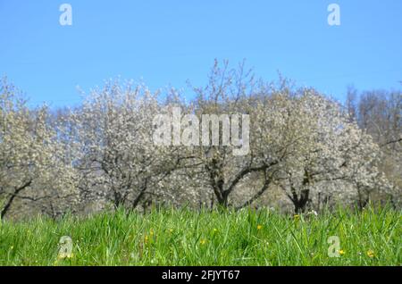 Paysage avec des arbres en fleurs sur un pré à Witzenhausen Wendershausen, Allemagne Banque D'Images