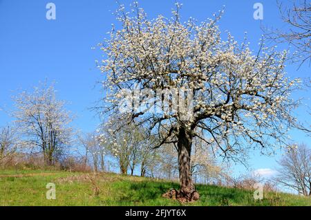 Paysage avec des arbres en fleurs sur un pré à Witzenhausen Wendershausen, Allemagne Banque D'Images