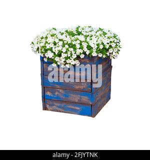 Pot avec buisson de fleur plante pour la conception de paysage. Bush avec beaucoup de petites fleurs blanches en pot de fleurs en bois bleu. Isolé sur fond blanc. Banque D'Images