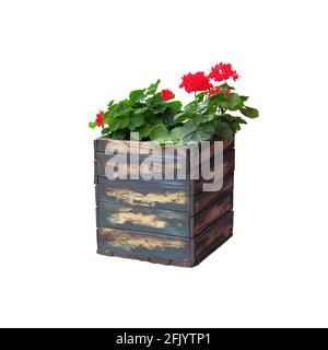 Pot avec buisson de fleur plante pour la conception de paysage. Géranium. Bush avec fleurs rouges dans un pot de fleurs en bois, isolé sur fond blanc. Banque D'Images