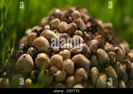 Gros plan de champignons frais poussant dans l'herbe verte du printemps. Banque D'Images