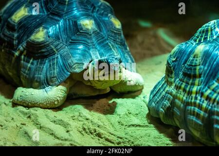 Une tortue rayonnée (Astrochelys radiata) très près la nuit à côté du partenaire. Banque D'Images