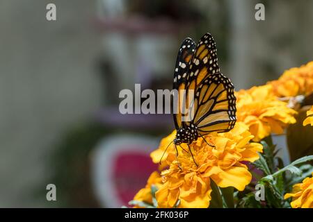 Le monarque papillon (Danaus plexippus) un papillon simplement, milkweed aussi appelé tigre commun, Wanderer, et noir veiné marron sur le flux orange vif
