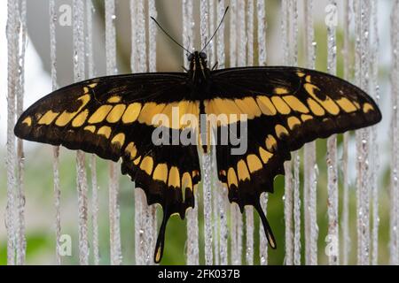 Papillon à queue d'aronde de lime (Papilio demolus) ou de la lime, à damier ou à queue d'aronde de citron en gros plan Banque D'Images