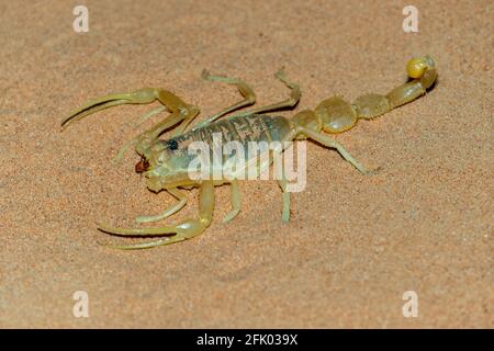 Bouclier de la queue Scorpion (Apistobuthus pterygocercus) dans le milieu est sur le sable la nuit. (vue latérale) Banque D'Images