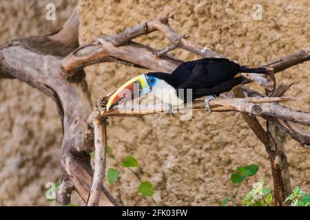 Un toucan à gorge blanche (Ramphastos tucanus) perché sur une branche se préparant à voler en Amazonie. Banque D'Images