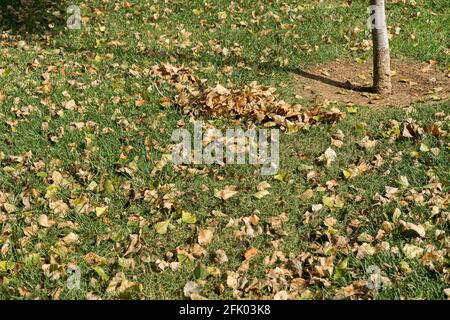 Feuilles d'automne sur gazon vert Banque D'Images