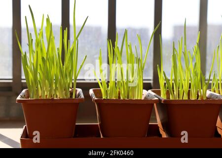 Des pousses d'oignon vert dans des pots sur le balcon sur le fond de la ville. Plantes en pleine croissance à la maison Banque D'Images