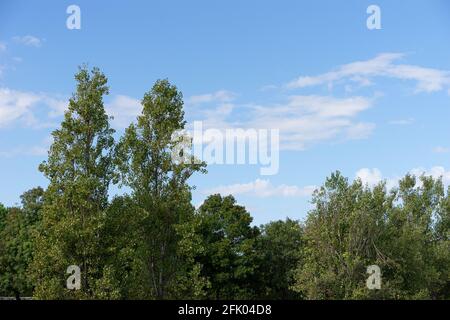 Ligne supérieure d'arbre vert sur ciel bleu et nuages. Parque de Cabecera, Valence, Espagne Banque D'Images