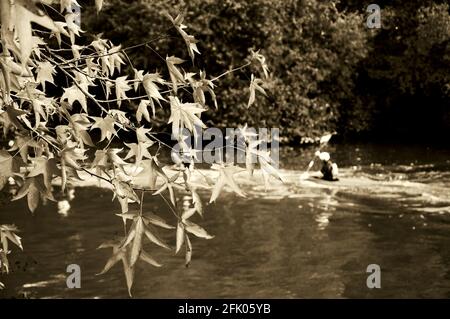 Les gens font du kayak en automne. Marne en Ile-de-France (France). Branche d'érable de feuilles rouges au premier plan. Photo sépia. Banque D'Images