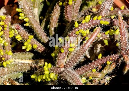 Belle plante de Rhipsalis Baccifera horrida dans le jardin en Espagne Banque D'Images