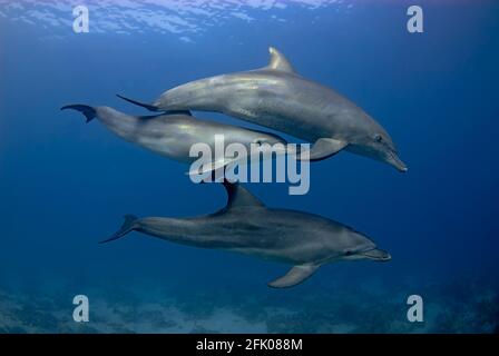 Groupe de 3 dauphins (tursiops aduncus) natation en mer Banque D'Images