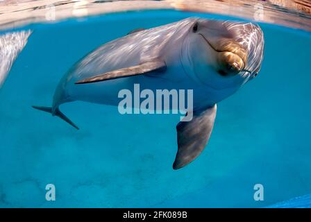 Gros dauphin (tourniquets tronqués) sous l'eau dans une piscine, regardant directement la caméra Banque D'Images