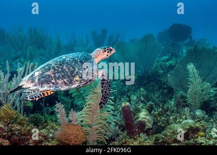 Tortue de mer nageant dans un magnifique et sain corail des Caraïbes récif Banque D'Images