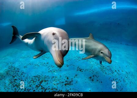 Deux grands dauphins nageant dans une piscine. Prise de vue sous l'eau Banque D'Images