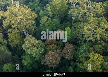 Vue aérienne de la forêt ancienne à forte diversité située en haut de la Grande Dividing Range, près de Gloucester, Nouvelle-Galles du Sud, Australie. Banque D'Images