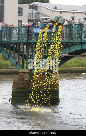 Alloway Rotary Club, Ayr, Ayrshire, Écosse, a organisé une course de canards sur la rivière Ayr pour recueillir des fonds pour la charité et des causes valables lancement des canards Banque D'Images