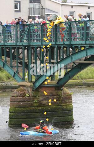 Alloway Rotary Club, Ayr, Ayrshire, Écosse, a organisé une course de canards sur la rivière Ayr pour recueillir des fonds pour la charité et des causes valables lancement des canards manquant de peu un kayak Banque D'Images