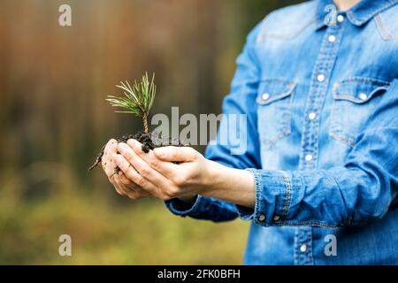 planter un concept de forêt et de foresterie - les mains tenant la plantule de pin. ressource renouvelable Banque D'Images