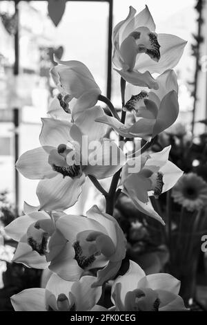 orchidée noire et blanche Banque D'Images