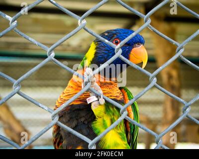 Le perroquet coloré emprisonné dans une cage Banque D'Images