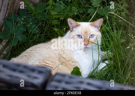 Un chat de couleur claire avec des yeux bleu vif se prélassant herbe et revendiquant la cour d'un voisin comme sa propre Banque D'Images