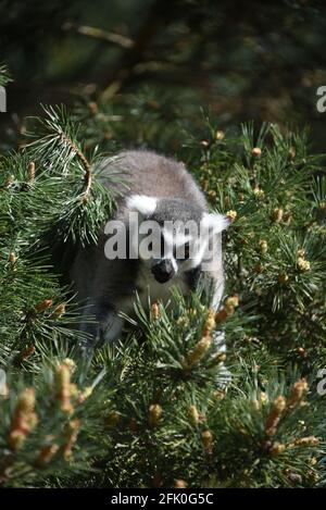 Lemur à queue annulaire fourrager dans l'arbre Banque D'Images