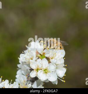 Vue rapprochée de l'abeille recueille le nectar et le pollen une branche de cerisier en fleur blanche Banque D'Images