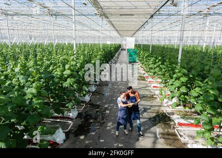 vue en grand angle des agriculteurs interraciaux regardant la tablette numérique dans un serre-tête Banque D'Images