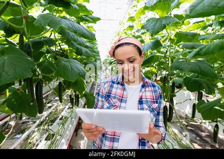 joyeux agriculteur afro-américain tenant une tablette numérique près des plantes avec concombres Banque D'Images