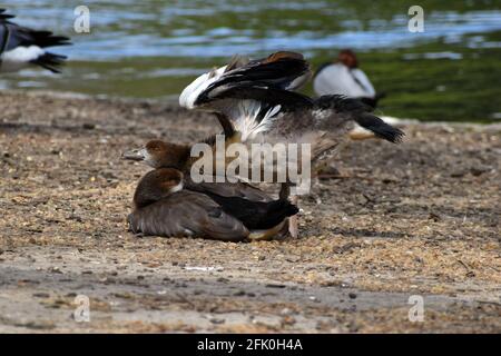 Londres, Royaume-Uni. 27 avril 2021. Soleil au parc St James, dans le centre de Londres. Credit: JOHNNY ARMSTEAD/Alamy Live News Banque D'Images