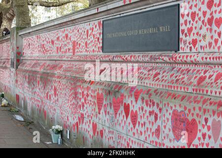 Londres, Royaume-Uni, 27 avril 2021 : les visiteurs rendent des hommages au mur commémoratif national de Covid alors que le Premier ministre Boris Johnson est toujours accusé d'avoir préféré que les « corps s'accumulent » plutôt que d'avoir un troisième verrouillage. Avec un coeur dessiné pour chacun des plus de 150,000 personnes qui sont mortes dans la pandémie de coronavirus au Royaume-Uni, le mémorial s'étend le long du mur de l'hôpital St Thomas, en face du Parlement sur la rive opposée de la Tamise. Anna Watson/Alay Live News Banque D'Images