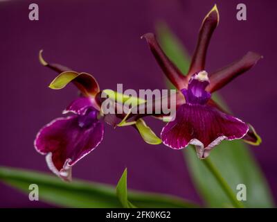 Violet profond Zygopetalum Orchid fleurit avec des feuilles vertes fraîches sur fond violet.belles fleurs bordées de vert. Banque D'Images