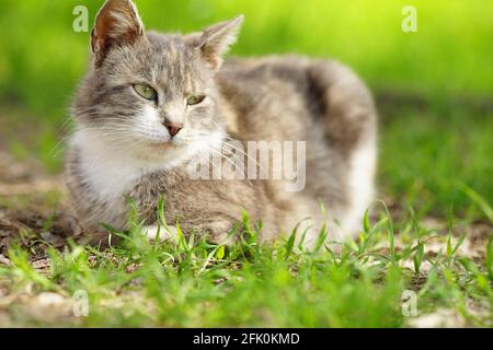 Le chat tortoiseshell repose dans un jardin de printemps avec de l'herbe verte sur le fond. Banque D'Images