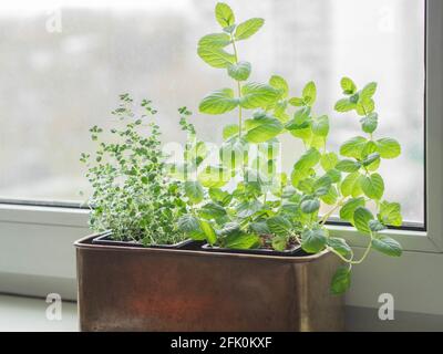 Faire pousser des herbes fraîches à la maison sur le rebord de la fenêtre. Menthe et thym dans une boîte métallique sur un rebord de fenêtre blanc Banque D'Images