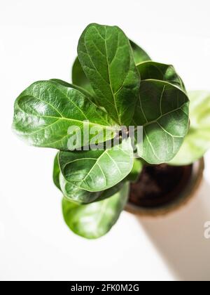 Feuilles vertes ficus lyrata bombino sur fond blanc. Concept minimal de la maison. Vue de dessus. Mise au point sélective Banque D'Images