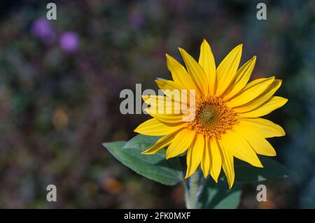 Gros plan de fleur jaune 'Coreopsis grandiflora dans le jardin avec un fond de mise au point douce Banque D'Images