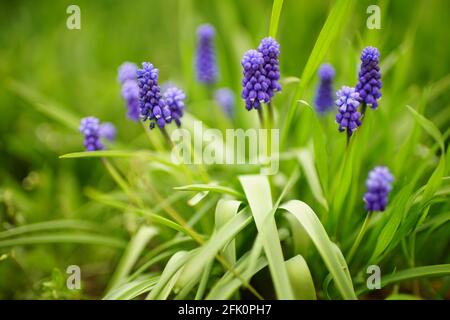 Les jacinthes de raisin bleu fleurs avec de petites bulbes ronds poussent dans le jardin de printemps. Banque D'Images