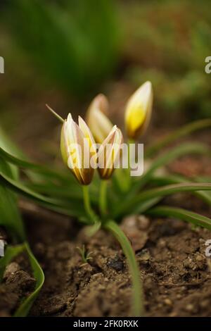 Fleurs de crocus jaunes avec ferme pousse dans le jardin de printemps Banque D'Images